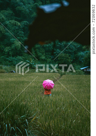 Rice Terraces in Doi inthanon national park in chiang Mai province, Thailand 72869632