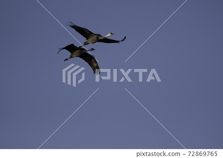 Hooded crane's turn to fly against the blue sky 72869765