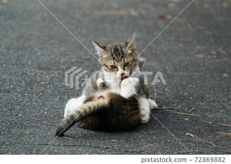 Mokomoko's cute Kijitora white stray cat kitten brothers are watched over by their mother and play with each other with a straight face Mokomoko's cute Kijitora white stray cat kitten brothers are watched over by their mother and play with each other with a straight face 72869882