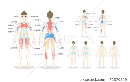 一個女人的全身與肌肉的解釋的矢量插圖集 72870229
