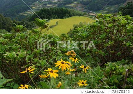 天神菊和田田天神 天神菊和田田天神 72870345