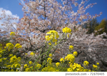 Hayami-gun (Hiji Town) Uomi Sakura Hayami-gun (Hiji Town) Uomi Sakura 72870405