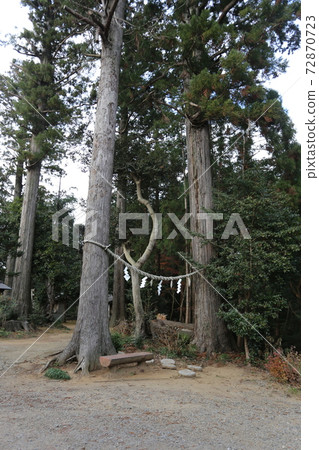 雪鬆的聖樹山倉神社的大樹 72870723