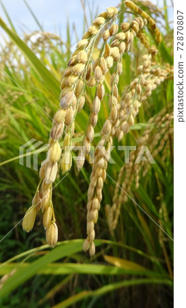 Inaho that has grown steadily ・ Good harvest this year ・ Inaho ・ Autumn in Japan ・ Agriculture in Japan ・ Japanese tradition ・ Shortage of successors ・ TPP ・ Food situation Inaho that has grown steadily ・ Good harvest this year ・ Inaho ・ Autumn in Japan ・ Agriculture in Japan ・ Japanese tradition ・ Shortage of successors ・ TPP ・ Food situation 72870807