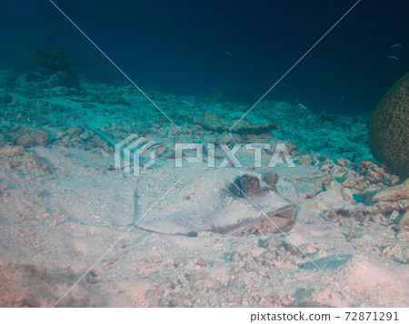 Bluespotted stingray hidden in the sand (Similan Islands, Kingdom of Thailand) Bluespotted stingray hidden in the sand (Similan Islands, Kingdom of Thailand) 72871291