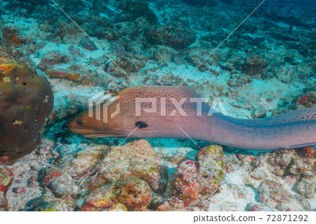 Giant moray swimming in the seabed (Similan Islands, Kingdom of Thailand) Giant moray swimming in the seabed (Similan Islands, Kingdom of Thailand) 72871292