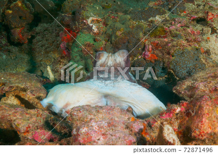 Wamondako lurking in the gaps between rocks (Richeryu Rock, Surin Islands, Kingdom of Thailand) 72871496