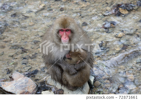 snow monkey, jigokudani yaen-koen, japanese monkey 72871661