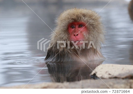 snow monkey, jigokudani yaen-koen, japanese monkey 72871664