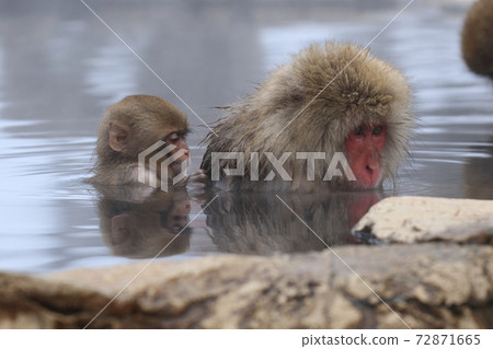 snow monkey, jigokudani yaen-koen, japanese monkey 72871665