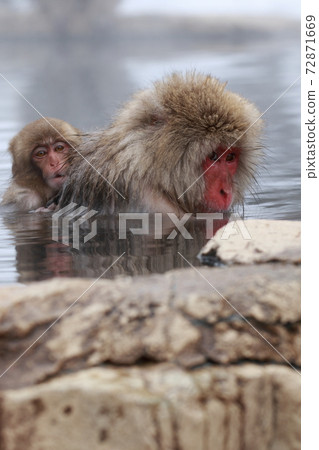 snow monkey, jigokudani yaen-koen, japanese monkey 72871669