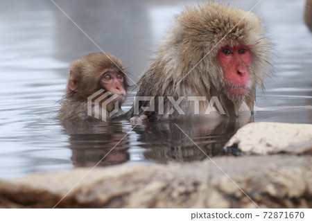 snow monkey, jigokudani yaen-koen, japanese monkey 72871670