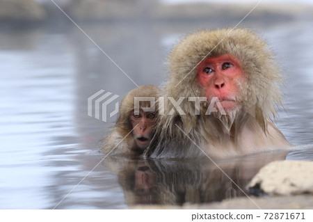 snow monkey, jigokudani yaen-koen, japanese monkey 72871671