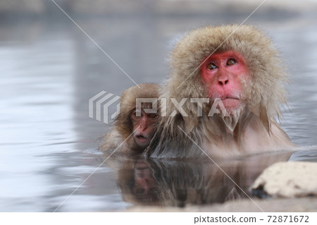 snow monkey, jigokudani yaen-koen, japanese monkey 72871672