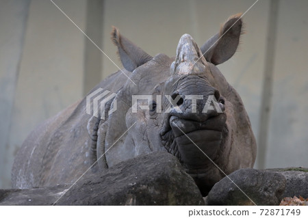 Staring rhino (Indian rhino Higashiyama Zoo and Botanical Garden, Nagoya City, Aichi Prefecture) 72871749