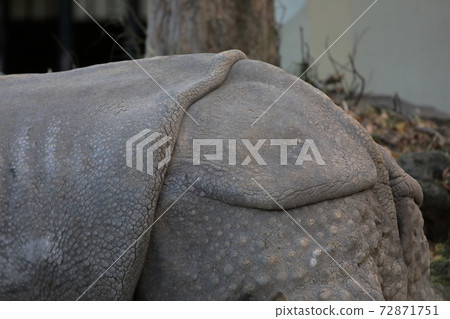 Rhinoceros back and butt (Indian rhino Higashiyama Zoo and Botanical Garden, Nagoya City, Aichi Prefecture) 72871751