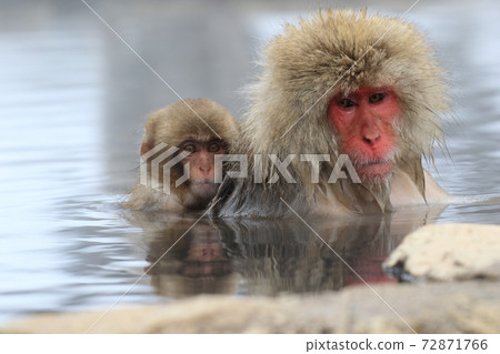 snow monkey, monkey, monkeys 72871766