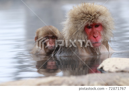 snow monkey, monkey, monkeys 72871767