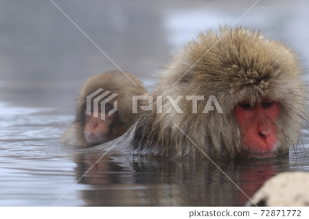 snow monkey, monkey, monkeys 72871772