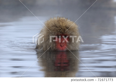 snow monkey, monkey, monkeys 72871773