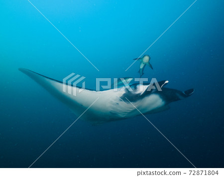 Manta Ray (Manta) and Sugi (Bon Island, Similan Islands, Kingdom of Thailand) 72871804