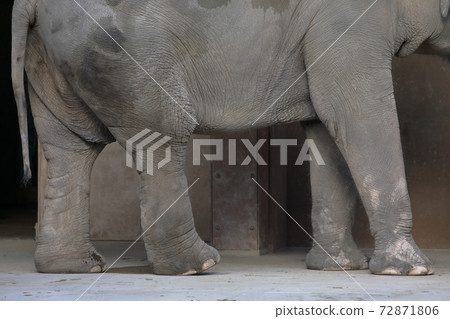 緩慢行走的人物(愛知縣名古屋市大象東山動物園和植物園) 緩慢行走的人物(愛知縣名古屋市大象東山動物園和植物園) 72871806