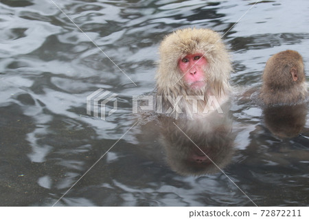 snow monkey, jigokudani yaen-koen, monkey 72872211