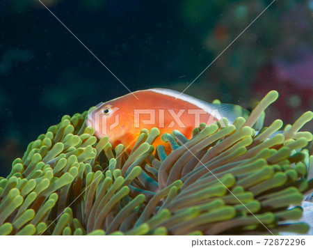 Skunk anemone fish coexisting with sea anemones (Tachai Island, Similan Islands, Kingdom of Thailand) Skunk anemone fish coexisting with sea anemones (Tachai Island, Similan Islands, Kingdom of Thailand) 72872296