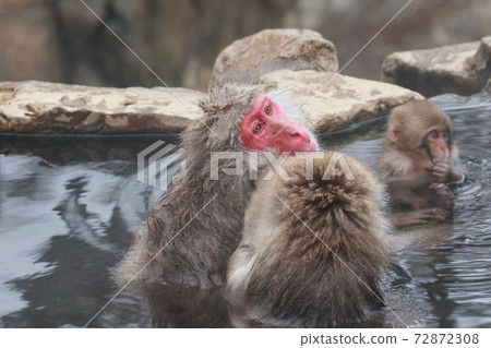 snow monkey, jigokudani yaen-koen, monkey 72872308