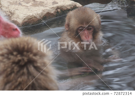 snow monkey, jigokudani yaen-koen, monkey 72872314