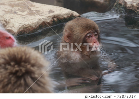 snow monkey, jigokudani yaen-koen, monkey 72872317