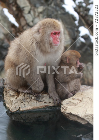 snow monkey, jigokudani yaen-koen, monkey 72872323