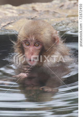SnowMonkey, snow monkey, jigokudani yaen-koen 72872450