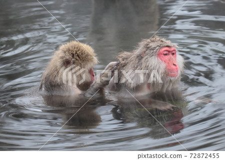 snow monkey, jigokudani yaen-koen, monkey 72872455