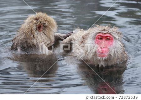 snow monkey, jigokudani yaen-koen, monkey 72872539