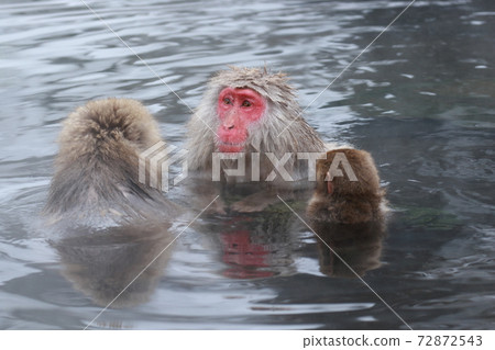 snow monkey, jigokudani yaen-koen, monkey 72872543