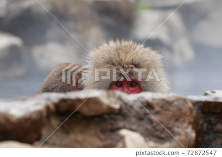 snow monkey, jigokudani yaen-koen, monkey 72872547