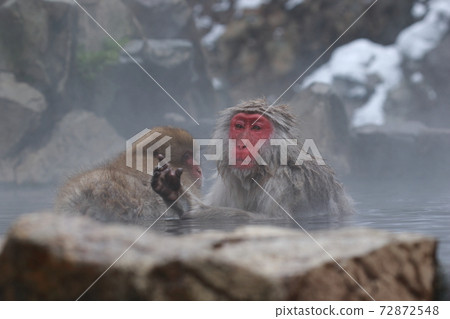 snow monkey, jigokudani yaen-koen, monkey 72872548