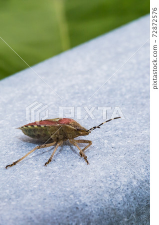 Bee whale bug 72872576