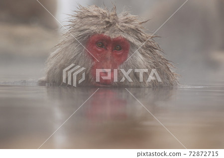 snow monkey, jigokudani yaen-koen, monkey 72872715