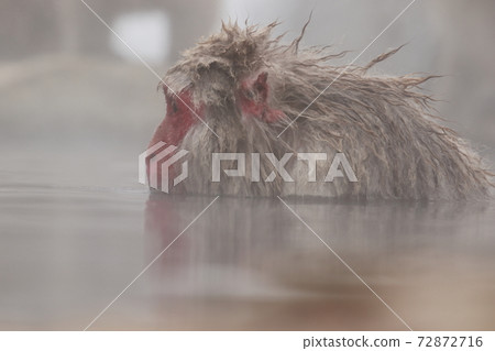 SnowMonkey, snow monkey, jigokudani yaen-koen 72872716