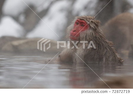 snow monkey, jigokudani yaen-koen, monkey 72872719