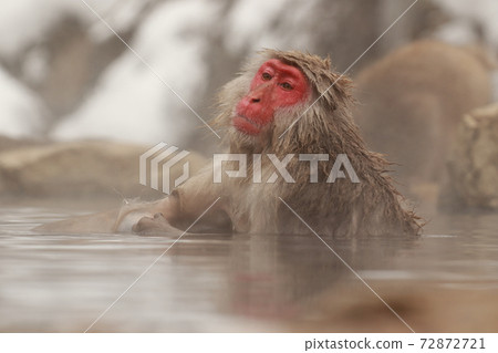 snow monkey, jigokudani yaen-koen, monkey 72872721