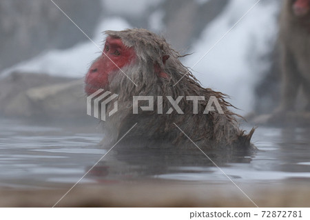 snow monkey, monkey, monkeys 72872781