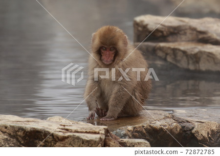 snow monkey, monkey, monkeys 72872785