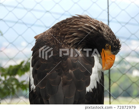 大和的後視圖 72872979