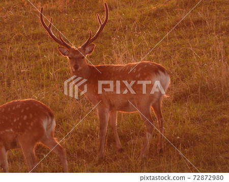 黃昏和鹿 黃昏和鹿 72872980