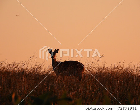 黃昏和鹿 72872981