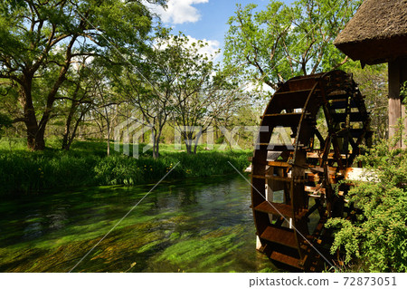 From Daio Wasabi Farm 72873051