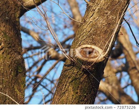 Cutting branches 72873226